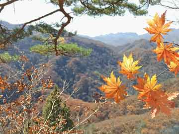 山魈是什么动物（山魈是什么动物,会功击人吗）